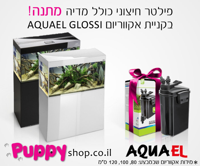 פרסום אקוול